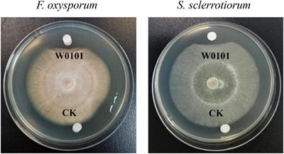 Identification of a New Antifungal Peptide W1 From a Marine Bacillus amyloliquefaciens Reveals Its Potential in Controlling Fungal Plant Diseases
